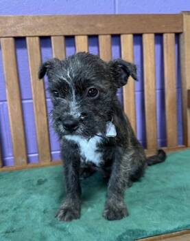 Boston Terrier Dogs Available for Adoption in North Prairie, Wisconsin - **STEWERT** | PetCurious
