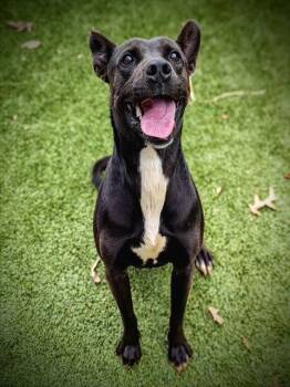 Rescue German Shepherd Dog and Pit Bull Terrier Dogs for Adoption in Clyde, North Carolina - KOA | PetCurious