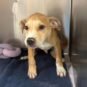Bistro -  Labrador Retriever and Mixed Breed Dog for Adoption in West Point, Mississippi - Bistro | PetCurious