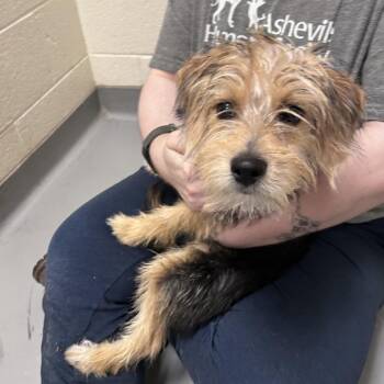 Mixed Breed Dogs Available for Adoption in Asheville, North Carolina - Lightly Toasted | PetCurious