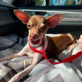 Corky -  Chihuahua Dog for Adoption in Escondido, California - Corky | PetCurious