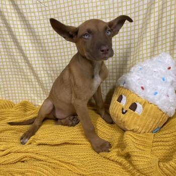 DIAMOND -  Pit Bull Terrier and Mixed Breed Dog for Adoption in Modesto, California - DIAMOND | PetCurious