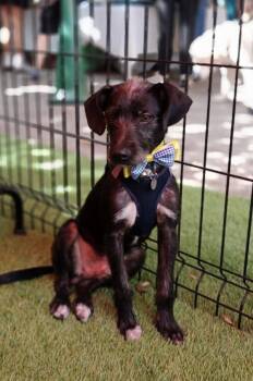 Terrier Dogs Available for Adoption - MONTY | PetCurious