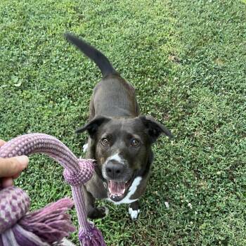 Luna -  Australian Shepherd and Labrador Retriever Dog for Adoption in Cincinnati, Ohio - Luna | PetCurious