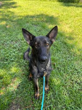 Peaches -  German Shepherd Dog Dog for Adoption in Williston, Florida - Peaches | PetCurious