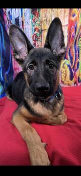 Rescue German Shepherd Dog Dogs for Adoption in Brookings, Oregon - Buster | PetCurious