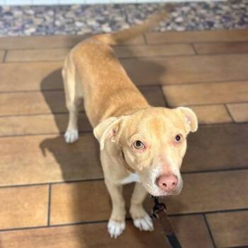 Terrier and Mixed Breed Dogs Available for Adoption - Capri | PetCurious