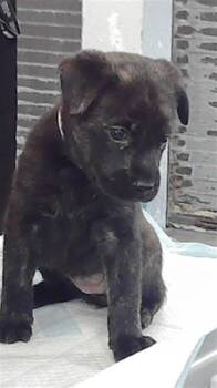 Rescue Labrador Retriever and Mixed Breed Dogs for Adoption in Houston, Texas - A2043147 | PetCurious