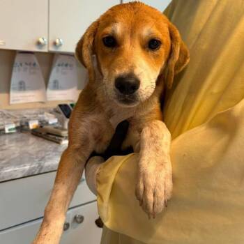 Thyme -  Mixed Breed Dog for Adoption in Huntington, West Virginia - Thyme | PetCurious