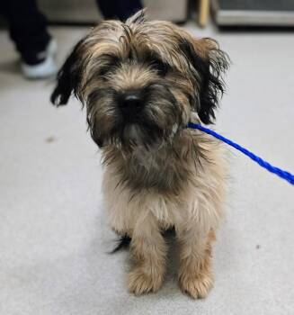 26-376 -  Yorkshire Terrier Dog for Adoption in Lindenhurst, New York - 26-376 | PetCurious