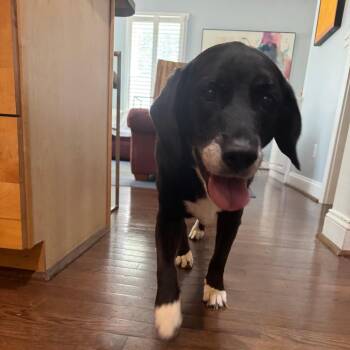 Little Man -  Labrador Retriever Dog for Adoption in Charlottesville, Virginia - Little Man | PetCurious