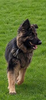 German Shepherd Dog Dogs Available for Adoption in Hardeeville, South Carolina - Koa | PetCurious