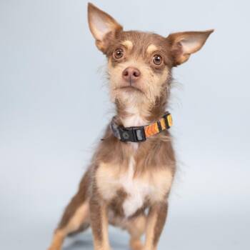 Terrier Dogs Available for Adoption in Portland, Oregon - Kai | PetCurious