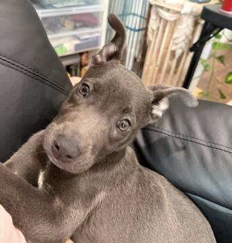 Dokken -  Mixed Breed Dog for Adoption in Madison, Wisconsin - Dokken | PetCurious