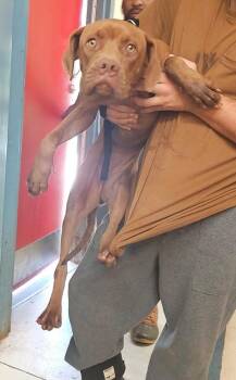 Julie -  Vizsla and Dogue De Bordeaux Dog for Adoption in Albany, Georgia - Julie | PetCurious