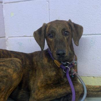 Burl Steve -  Doberman Pinscher Dog for Adoption in Northbrook, Illinois - Burl Steve | PetCurious