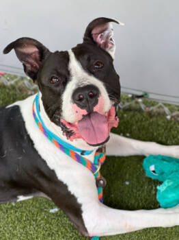 Rescue Pit Bull Terrier and Mixed Breed Dogs for Adoption in Fishers, Indiana - Chuck (in Foster) | PetCurious