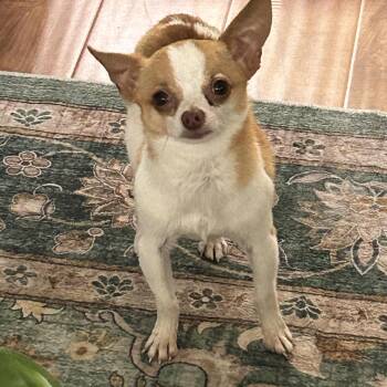 Chihuahua Dogs Available for Adoption in Sarasota, Florida - Jackson | PetCurious