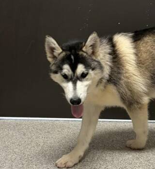 Corvette -  Siberian Husky Dog for Adoption in Vancouver, Washington - Corvette | PetCurious
