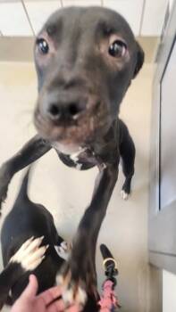 Pit Bull Terrier Dogs Available for Adoption - Mercury | PetCurious