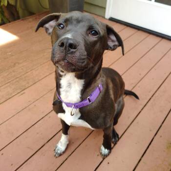 Pit Bull Terrier Dogs Available for Adoption in Portland, Oregon - Shaz | PetCurious