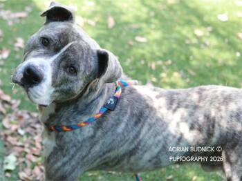 Mixed Breed Dogs Available for Adoption in Nashville, Tennessee - Hopscotch | PetCurious