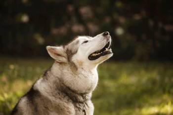 Cream- PROD TEST- NOT ADOPTABLE -  Alaskan Malamute Dog for Adoption in Bettles, Alaska - Cream- PROD TEST- NOT ADOPTABLE | PetCurious