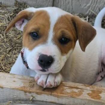 Vince Neil -  German Shepherd Dog and Mixed Breed Dog for Adoption in Olathe, Kansas - Vince Neil | PetCurious