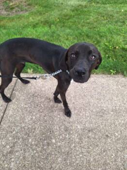 Jasper -  Mixed Breed Dog for Adoption in Parma, Ohio - Jasper | PetCurious
