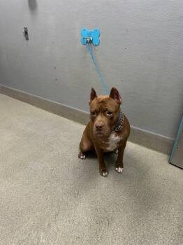 MINZIE -  American Bulldog Dog for Adoption in Las Vegas, Nevada - MINZIE | PetCurious