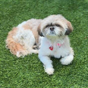 Donut A2277115 -  Shih Tzu Dog for Adoption in Los Angeles, California - Donut A2277115 | PetCurious