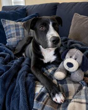 Colten -  Pit Bull Terrier and Border Collie Dog for Adoption in Inverness, Florida - Colten | PetCurious