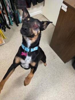 Selena -  Mixed Breed Dog for Adoption in Harbor Springs, Michigan - Selena | PetCurious