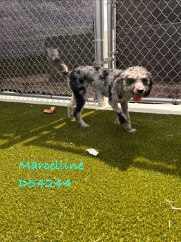 Poodle Dogs Available for Adoption in Clarksville, Tennessee - Marcelline | PetCurious
