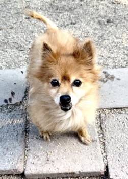 Pomeranian and Mixed Breed Dogs Available for Adoption in New Orleans, Louisiana - Lil Fox | PetCurious