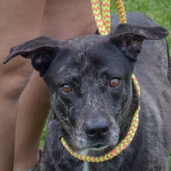 Rescue Plott Hound and Fox Terrier Dogs for Adoption in Huntley, Illinois - Balu | PetCurious