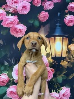 Pit Bull Terrier and Mixed Breed Dogs Available for Adoption in San Bernardino, California - MACADAMIA | PetCurious