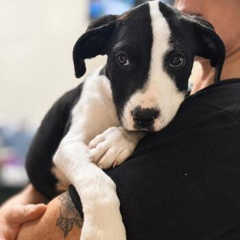 DAVID ROSE -  Mixed Breed Dog for Adoption in Cranston, Rhode Island - DAVID ROSE | PetCurious
