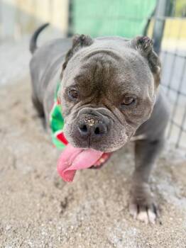 Watermelon -  American Bulldog Dog for Adoption in Muskegon, Michigan - Watermelon | PetCurious