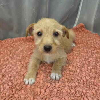 Yorkshire Terrier and Chihuahua Dogs Available for Adoption - Otto | PetCurious