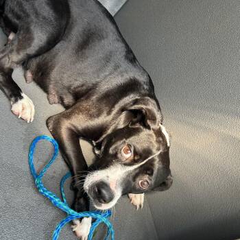 Hikari -  Pit Bull Terrier Dog for Adoption in Greensboro, North Carolina - Hikari | PetCurious