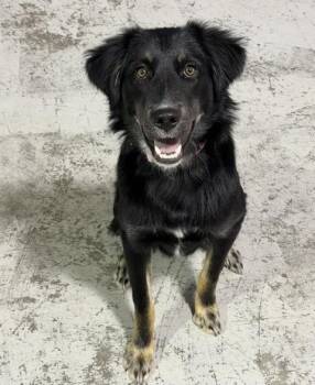 Willow -  Border Collie Dog for Adoption in Bend, Oregon - Willow | PetCurious