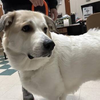 Ellie -  Great Pyrenees and Anatolian Shepherd Dog for Adoption in Bedford, New Hampshire - Ellie | PetCurious
