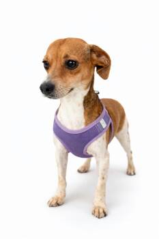 Chihuahua and Beagle Dogs Available for Adoption - Pennie - Absolutely Adorable! | PetCurious