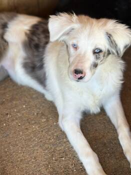 Rescue Australian Shepherd and Border Collie Dogs for Adoption in Peebles, Ohio - Raine | PetCurious