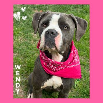 Pit Bull Terrier Dogs Available for Adoption in Mokena, Illinois - Wendy | PetCurious