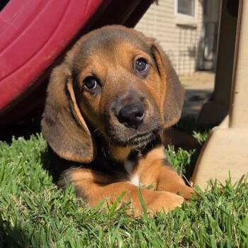 Cinnamon Waffle -  Basset Hound Dog for Adoption in Allen, Texas - Cinnamon Waffle | PetCurious