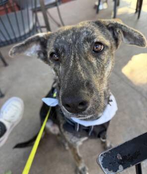 Melody -  Plott Hound Dog for Adoption in Elizabeth, Colorado - Melody | PetCurious