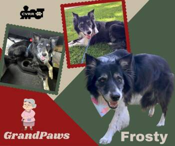 Frosty (GrandPaws) -  Border Collie Dog for Adoption in Lindsay, California - Frosty (GrandPaws) | PetCurious