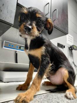 Chihuahua Dogs Available for Adoption - Jace | PetCurious